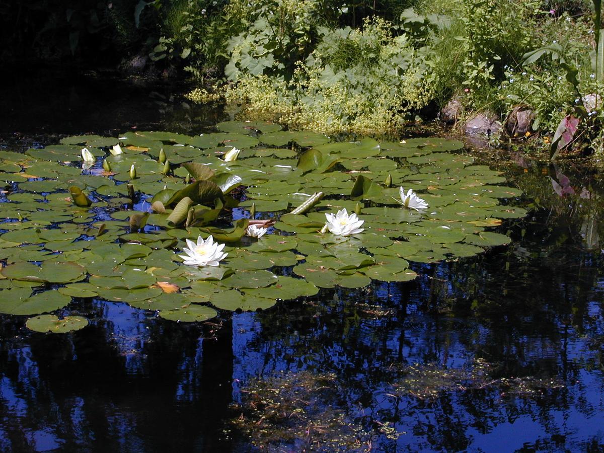 Seerose Alt Wendischthun Bagian luar foto